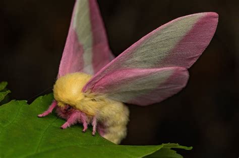 Moths may use disco gene to regulate day/night cycles.